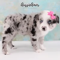 Bi Blue Merle - AKC- 2 Blue eyes, a female Miniature Australian Shepherd for sale in Pinehurst, TX – 4 of 10