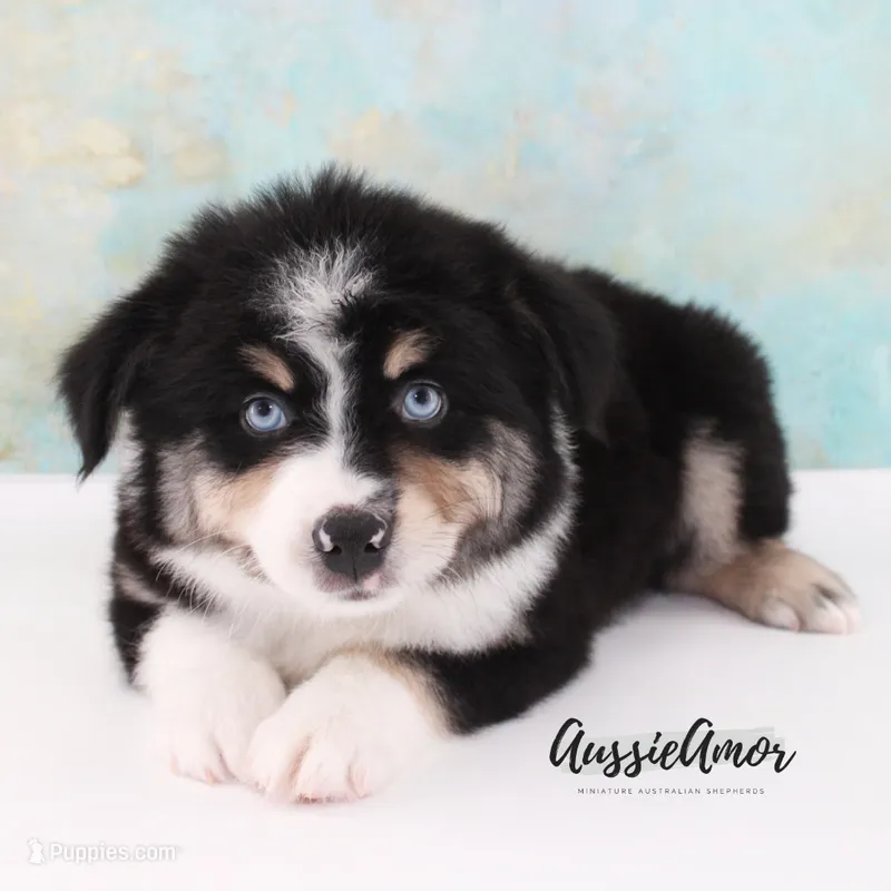 Black Tri - AKC - 2 Blue eyes – Miniature Australian Shepherd puppy for sale in Pinehurst, TX