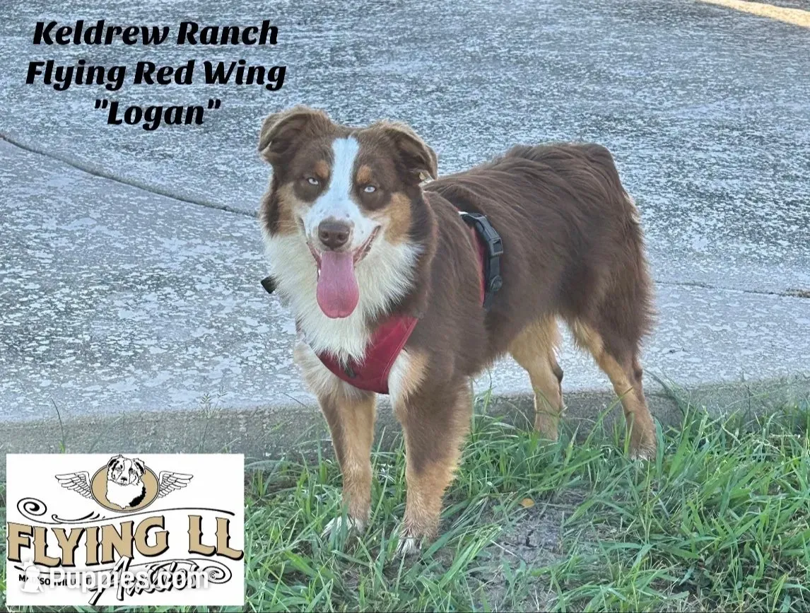 Black Tri - AKC - 2 Blue eyes, a male Miniature Australian Shepherd for sale in Pinehurst, TX – 10 of 10