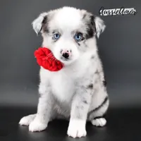 Bi Blue Merle - AKC- 2 Blue eyes, a female Miniature Australian Shepherd for sale in Pinehurst, TX – 9 of 10