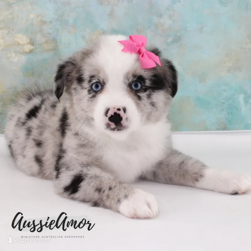 Bi Blue Merle - AKC- 2 Blue eyes – Miniature Australian Shepherd puppy for sale in Pinehurst, TX