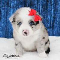 Bi Blue Merle - AKC- 2 Blue eyes, a female Miniature Australian Shepherd for sale in Pinehurst, TX – 2 of 10