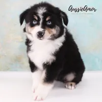 Black Tri - AKC - 2 Blue eyes, a male Miniature Australian Shepherd for sale in Pinehurst, TX – 3 of 10