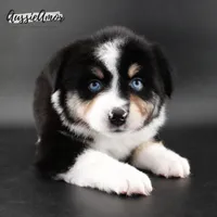 Black Tri - AKC - 2 Blue eyes, a male Miniature Australian Shepherd for sale in Pinehurst, TX – 5 of 9