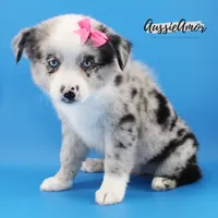 Bi Blue Merle - AKC- 2 Blue eyes, a female Miniature Australian Shepherd for sale in Pinehurst, TX – 4 of 10