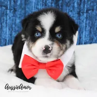 Black Tri - AKC - 2 Blue eyes, a male Miniature Australian Shepherd for sale in Pinehurst, TX – 6 of 10