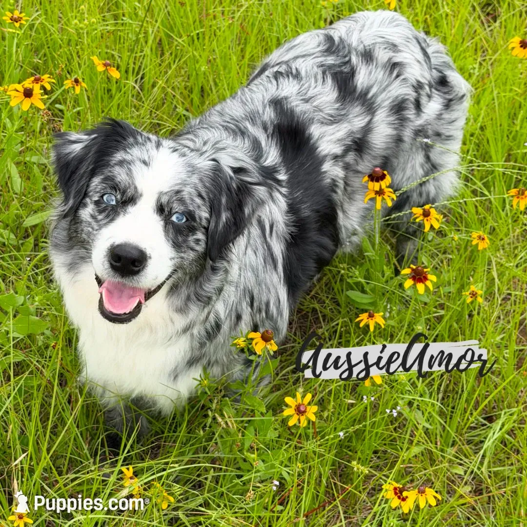 Black Tri - AKC - 2 Blue eyes, a male Miniature Australian Shepherd for sale in Pinehurst, TX – 9 of 10