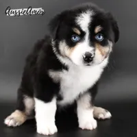 Black Tri - AKC - 2 Blue eyes, a male Miniature Australian Shepherd for sale in Pinehurst, TX – 8 of 9