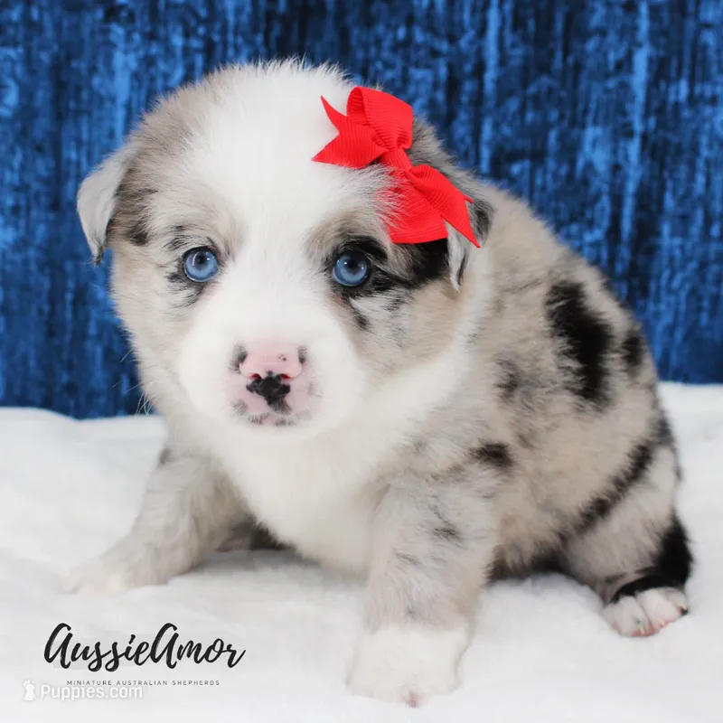 Bi Blue Merle - AKC- 2 Blue eyes – Miniature Australian Shepherd puppy for sale in Pinehurst, TX