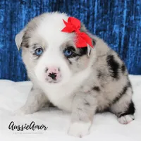 Bi Blue Merle - AKC- 2 Blue eyes, a female Miniature Australian Shepherd for sale in Pinehurst, TX – 1 of 10