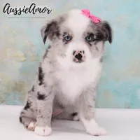 Bi Blue Merle - AKC- 2 Blue eyes, a female Miniature Australian Shepherd for sale in Pinehurst, TX – 8 of 10