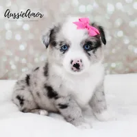 Bi Blue Merle - AKC- 2 Blue eyes, a female Miniature Australian Shepherd for sale in Pinehurst, TX – 3 of 9