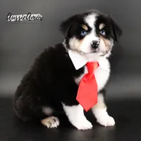 Black Tri - AKC - 2 Blue eyes, a male Miniature Australian Shepherd for sale in Pinehurst, TX – 4 of 9