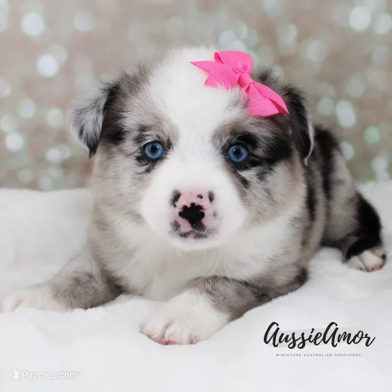 Bi Blue Merle - AKC- 2 Blue eyes – Miniature Australian Shepherd puppy for sale in Pinehurst, TX