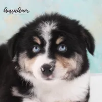Black Tri - AKC - 2 Blue eyes, a male Miniature Australian Shepherd for sale in Pinehurst, TX – 4 of 10