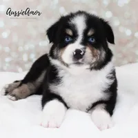 Black Tri - AKC - 2 Blue eyes, a male Miniature Australian Shepherd for sale in Pinehurst, TX – 1 of 10