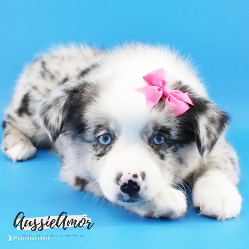 Bi Blue Merle - AKC- 2 Blue eyes – Miniature Australian Shepherd puppy for sale in Pinehurst, TX