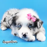 Bi Blue Merle - AKC- 2 Blue eyes, a female Miniature Australian Shepherd for sale in Pinehurst, TX – 1 of 7