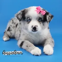 Bi Blue Merle - AKC- 2 Blue eyes, a female Miniature Australian Shepherd for sale in Pinehurst, TX – 5 of 10