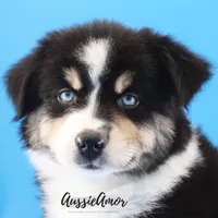 Black Tri - AKC - 2 Blue eyes, a male Miniature Australian Shepherd for sale in Pinehurst, TX – 3 of 7
