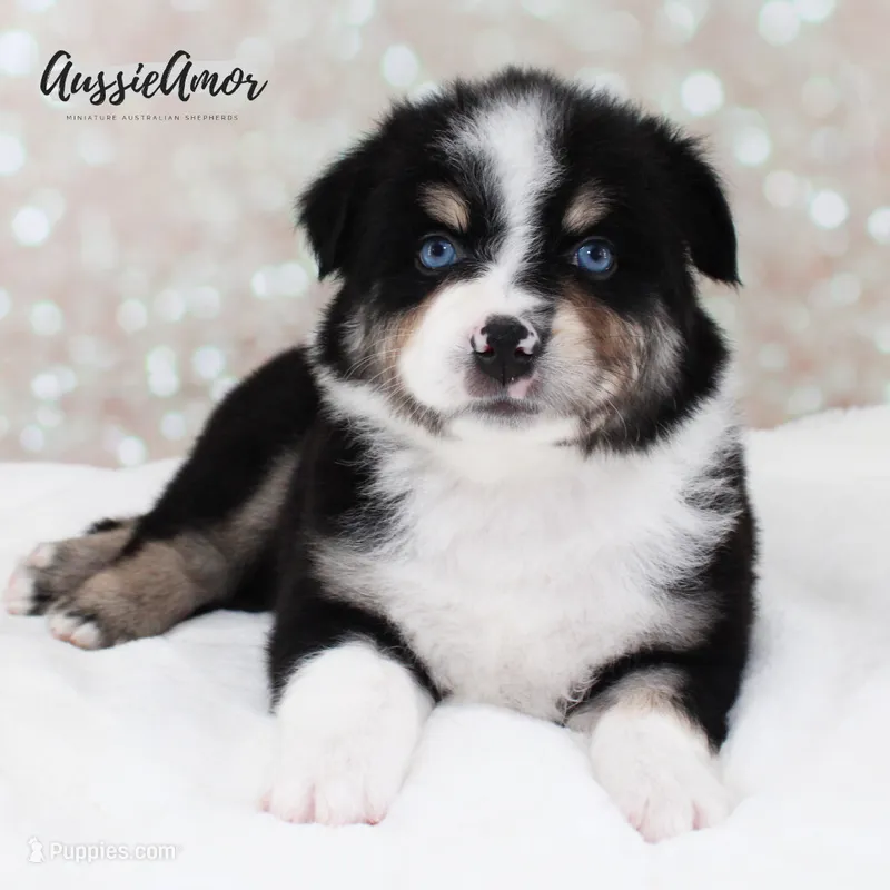 Black Tri - AKC - 2 Blue eyes – Miniature Australian Shepherd puppy for sale in Pinehurst, TX