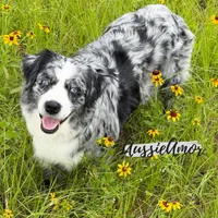 Bi Blue Merle - AKC- 2 Blue eyes, a female Miniature Australian Shepherd for sale in Pinehurst, TX – 7 of 7