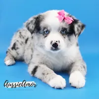 Bi Blue Merle - AKC- 2 Blue eyes, a female Miniature Australian Shepherd for sale in Pinehurst, TX – 2 of 7