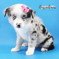 Bi Blue Merle - AKC- 2 Blue eyes, a female Miniature Australian Shepherd for sale in Pinehurst, TX – 5 of 7