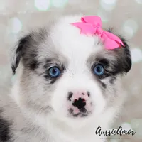 Bi Blue Merle - AKC- 2 Blue eyes, a female Miniature Australian Shepherd for sale in Pinehurst, TX – 2 of 8