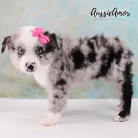 Bi Blue Merle - AKC- 2 Blue eyes, a female Miniature Australian Shepherd for sale in Pinehurst, TX – 6 of 10