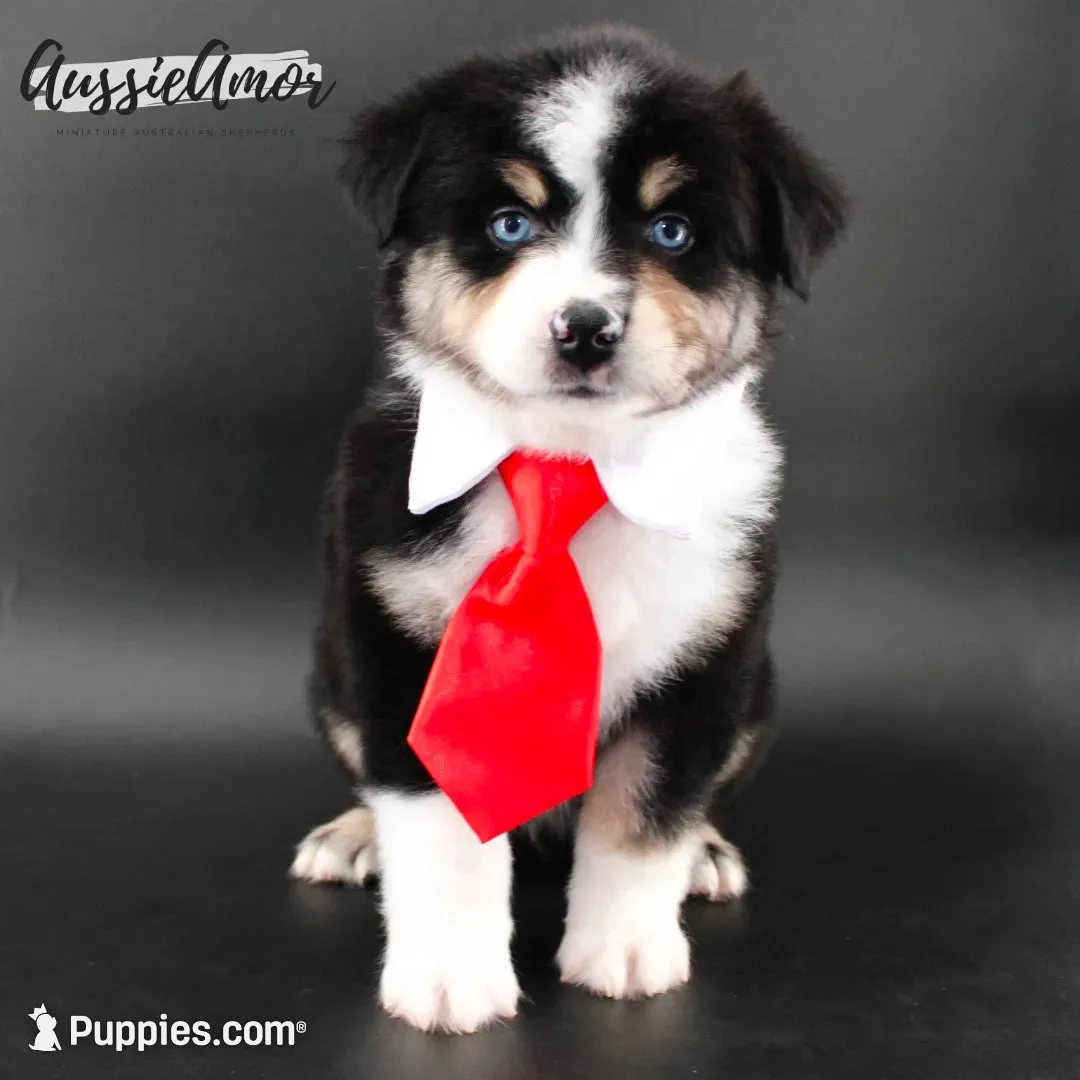 Black Tri - AKC - 2 Blue eyes, a male Miniature Australian Shepherd for sale in Pinehurst, TX – 2 of 9