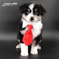 Black Tri - AKC - 2 Blue eyes, a male Miniature Australian Shepherd for sale in Pinehurst, TX – 3 of 9
