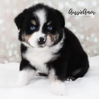 Black Tri - AKC - 2 Blue eyes, a male Miniature Australian Shepherd for sale in Pinehurst, TX – 5 of 10