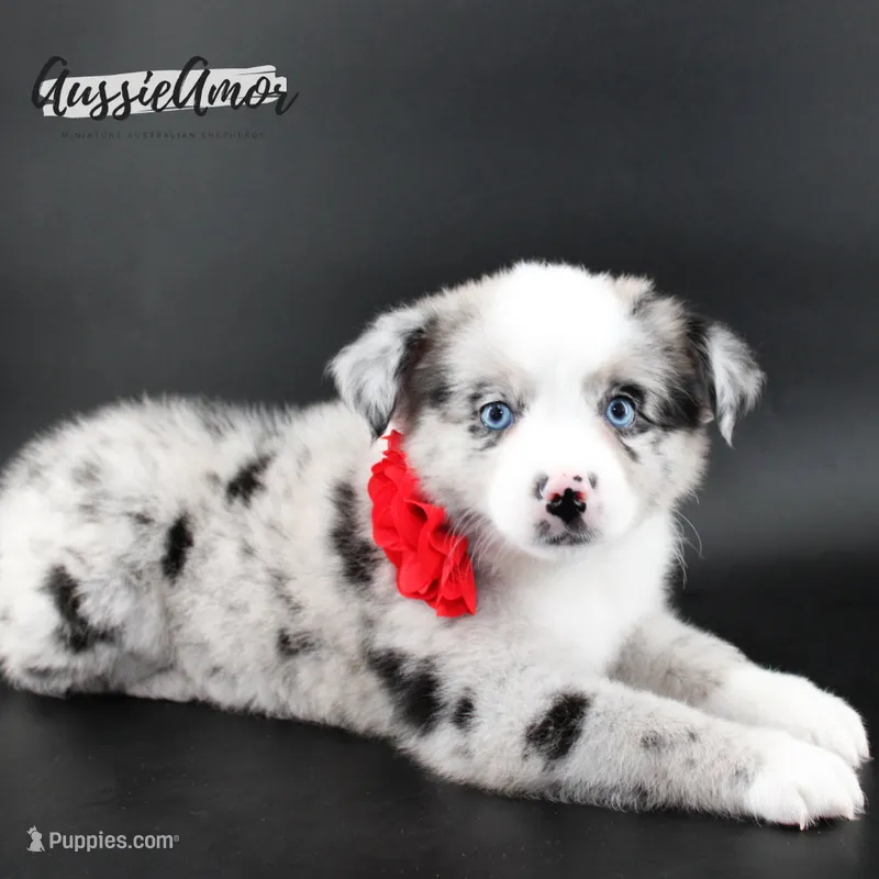 Bi Blue Merle - AKC- 2 Blue eyes – Miniature Australian Shepherd puppy for sale in Pinehurst, TX