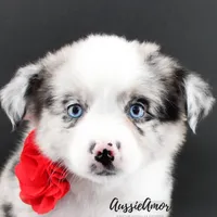 Bi Blue Merle - AKC- 2 Blue eyes, a female Miniature Australian Shepherd for sale in Pinehurst, TX – 7 of 10