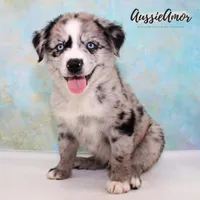 Bi Blue Merle 4 Long tail, a male Miniature Australian Shepherd for sale in Pinehurst, TX – Photo 3 of 9