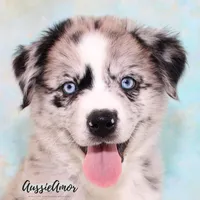 Bi Blue Merle 4 Long tail, a male Miniature Australian Shepherd for sale in Pinehurst, TX – Photo 4 of 9