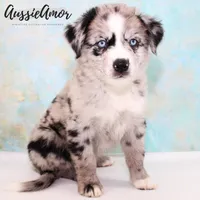 Bi Blue Merle 4 Long tail, a male Miniature Australian Shepherd for sale in Pinehurst, TX – Photo 5 of 9