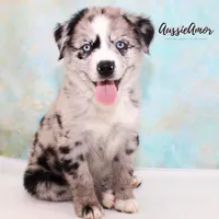 Bi Blue Merle 4 Long tail, a male Miniature Australian Shepherd for sale in Pinehurst, TX – Photo 1 of 9
