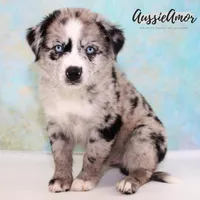 Bi Blue Merle 4 Long tail, a male Miniature Australian Shepherd for sale in Pinehurst, TX – Photo 6 of 9