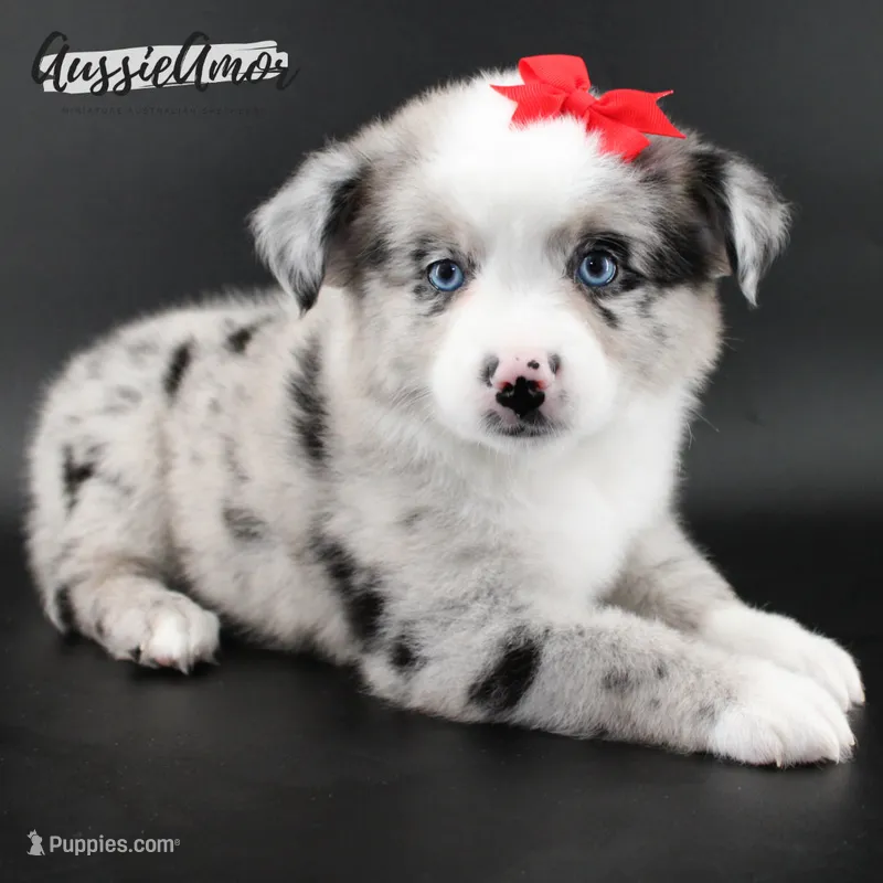 Bi Blue Merle - AKC- 2 Blue eyes – Miniature Australian Shepherd puppy for sale in Pinehurst, TX