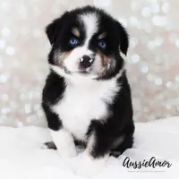 Black Tri - AKC - 2 Blue eyes, a male Miniature Australian Shepherd for sale in Pinehurst, TX – 4 of 10