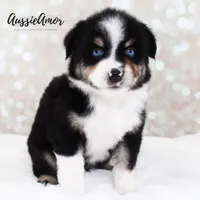 Black Tri - AKC - 2 Blue eyes, a male Miniature Australian Shepherd for sale in Pinehurst, TX – 6 of 8