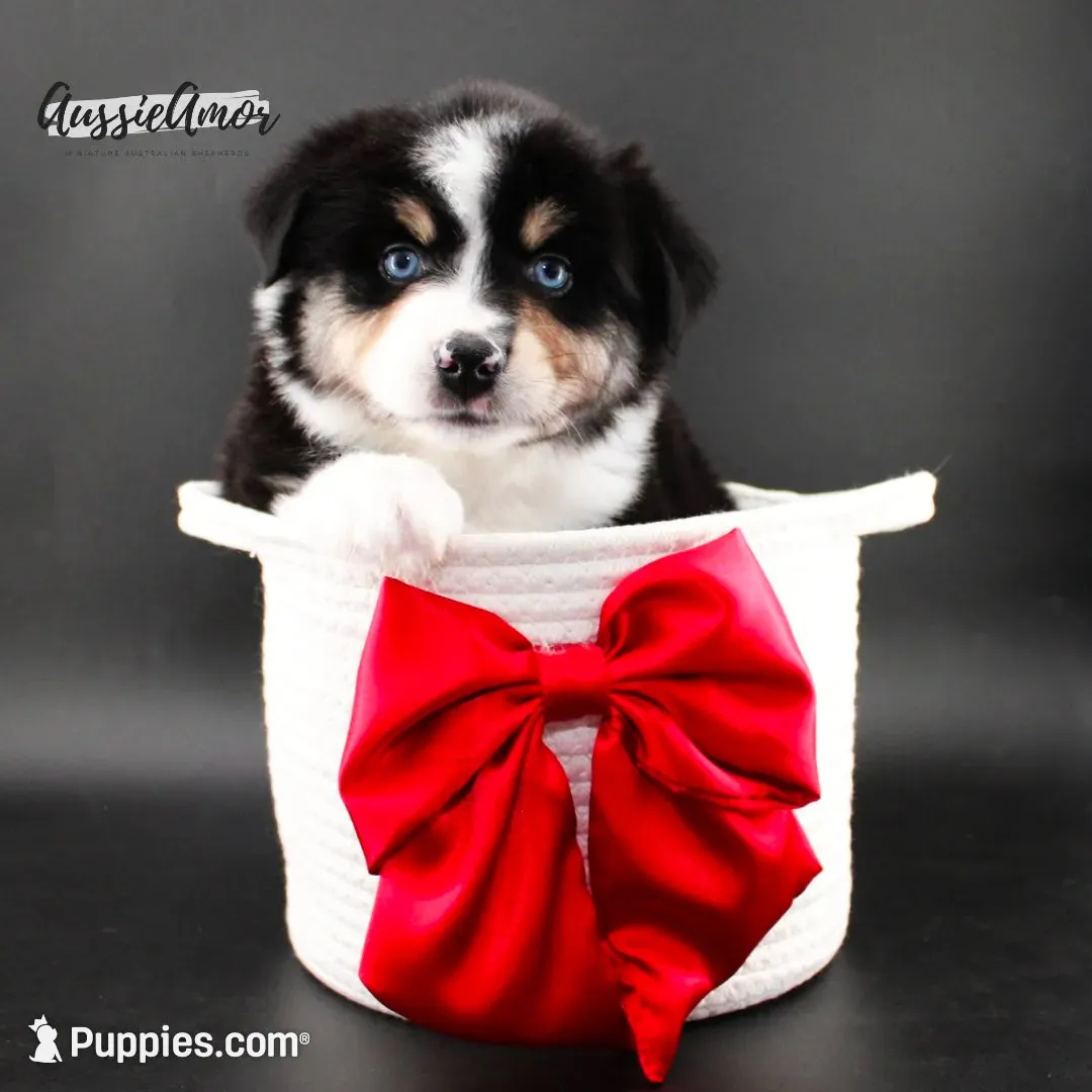Black Tri - AKC - 2 Blue eyes, a male Miniature Australian Shepherd for sale in Pinehurst, TX – 1 of 9