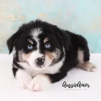 Black Tri - AKC - 2 Blue eyes, a male Miniature Australian Shepherd for sale in Pinehurst, TX – 7 of 10