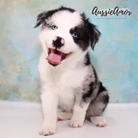Bi Blue Merle #1 AKC, a male Australian Shepherd for sale in Pinehurst, TX – Photo 1 of 9