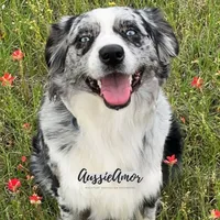 Bi Blue Merle #1 AKC, a male Australian Shepherd for sale in Pinehurst, TX – Photo 8 of 9