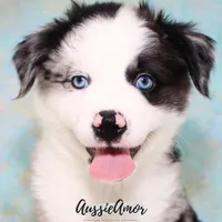 Bi Blue Merle #1 AKC, a male Australian Shepherd for sale in Pinehurst, TX – Photo 4 of 9