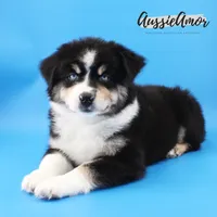 Black Tri - AKC - 2 Blue eyes, a male Miniature Australian Shepherd for sale in Pinehurst, TX – 2 of 7