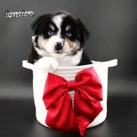 Black Tri - AKC - 2 Blue eyes, a male Miniature Australian Shepherd for sale in Pinehurst, TX – 1 of 9